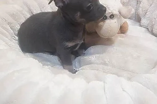 Śliczny piesek chihuahua okolice Warszawy