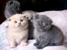 Kocięta rasy Scottish Fold na sprzedaż. Chętnie je zobaczę.