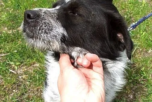 Malutki, pręgowany Kropek :),  warmińsko-mazurskie