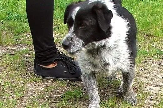 Malutki, pręgowany Kropek :),  warmińsko-mazurskie