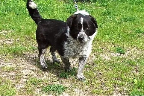 Malutki, pręgowany Kropek :),  warmińsko-mazurskie