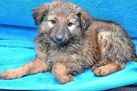 FFrykas, mały ok 7 tygodniowy chłopczyk szuka domku ,  mazowieckie Warszawa