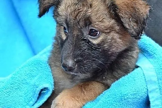FFrykas, mały ok 7 tygodniowy chłopczyk szuka domk