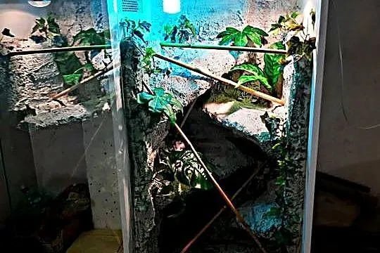 Terrarium dla boa cesarskiego gekona orzęsionego