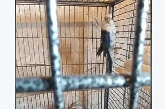 Papugi