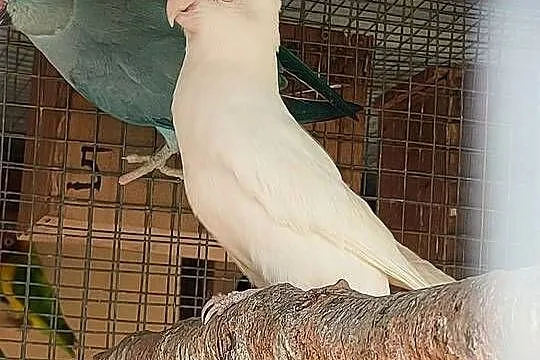 Papugi aleksandretty rozelle