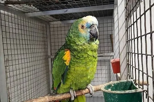 Papugi aleksandretty rozelle, Łódzkie, Parzno