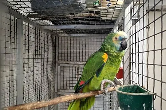 Papugi aleksandretty rozelle, Łódzkie, Parzno