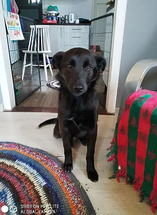 Pola wesoła sunia daj jej dom szczeniak do adopcji za darmo, Mazowieckie, Łomianki