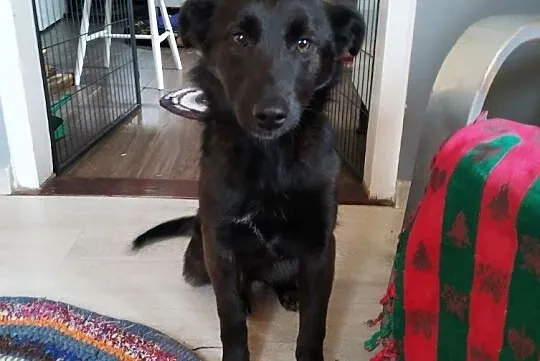 Pola wesoła sunia daj jej dom szczeniak do adopcji za darmo