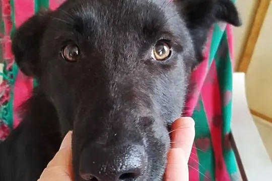 Pola wesoła sunia daj jej dom szczeniak do adopcji za darmo, Mazowieckie, Łomianki