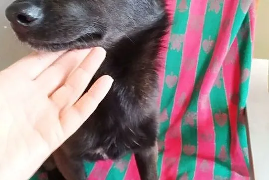 Pola wesoła sunia daj jej dom szczeniak do adopcji za darmo, Mazowieckie, Łomianki