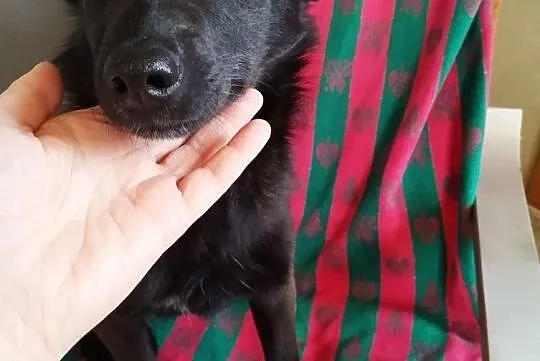 Pola wesoła sunia daj jej dom szczeniak do adopcji za darmo, Mazowieckie, Łomianki