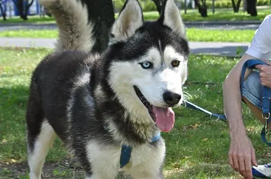 Młody, energiczny i grzeczny husky Dafi szuka domu