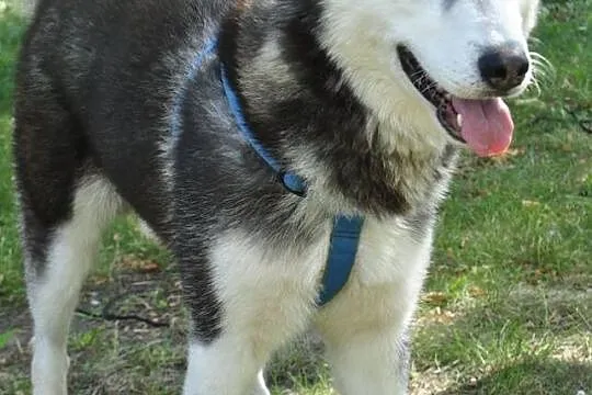 Młody, energiczny i grzeczny husky Dafi szuka domu