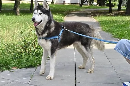 Młody, energiczny i grzeczny husky Dafi szuka domu