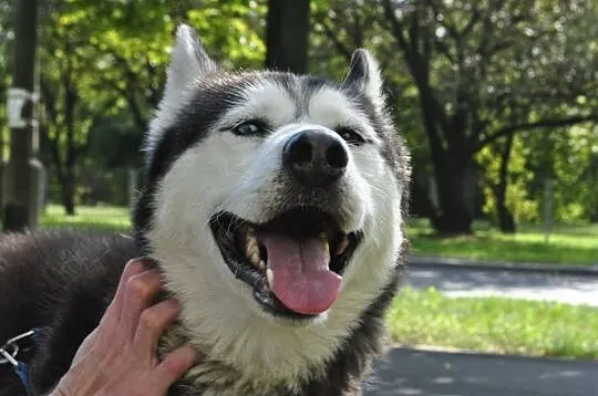 Młody, energiczny i grzeczny husky Dafi szuka domu