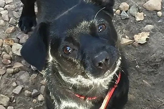 Malutka Sonja, przyjazna i aktywna suczka do adopcji!