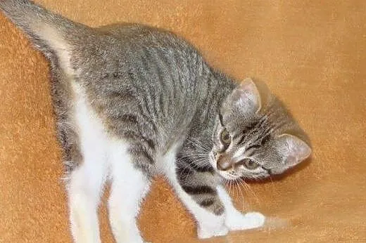 Calineczka do adopcji!!!,  łódzkie Łódź