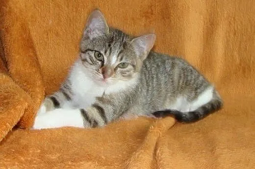Calineczka do adopcji!!!,  łódzkie Łódź