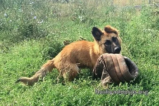 TOFFIE- słodki szczeniak do adopcji,  dolnośląskie Wrocław