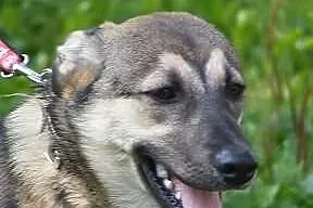 TOMI do adopcji .