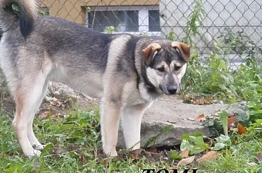 TOMI do adopcji .