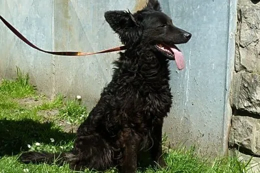 Negra - piękna nieśmiała sunia bez domu,  śląskie 