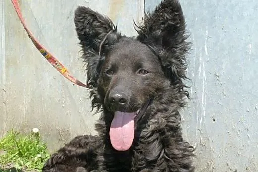 Negra - piękna nieśmiała sunia bez domu,  śląskie 
