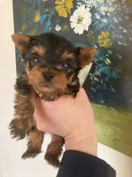 Yorkshire Terrier, mały Yorkshire Terrier,. rodowód FCI/ZKwP e-mail: {{monikabroza829@gmail.com}}, , Krasków