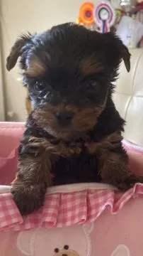 Yorkshire Terrier, mały Yorkshire Terrier,. rodowód FCI/ZKwP e-mail: {{monikabroza829@gmail.com}}, , Krasków