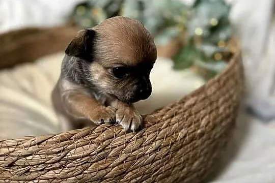 Suczka Chihuahua Brindle