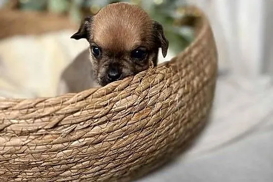 Suczka Chihuahua Brindle, Śląskie, Częstochowa