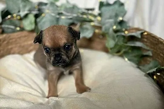 Suczka Chihuahua Brindle, Śląskie, Częstochowa