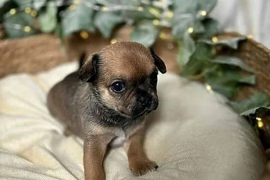 Suczka Chihuahua Brindle, Śląskie, Częstochowa