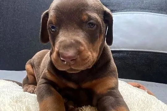 Doberman
