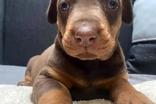 Doberman, Lubelskie, Romanów