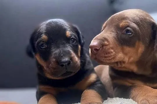 Doberman, Lubelskie, Romanów