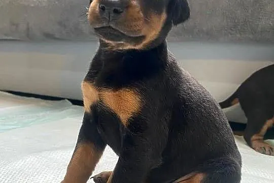 Doberman, Lubelskie, Romanów