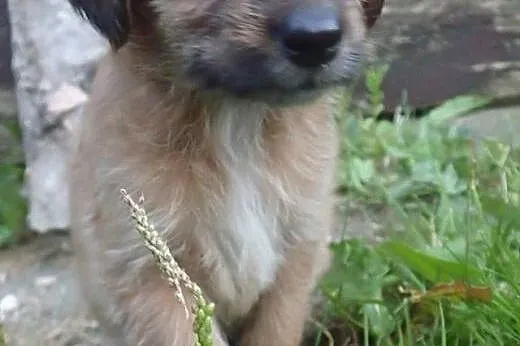 Sara i Szelma 2 miesieczne suczki, łódzkie Łódź