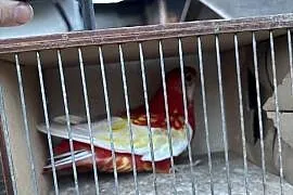 Samica rozella białolica rubino