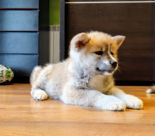 Akita Japońska, Akita Inu Szczeniak Przyjaciel rodziny, , Hnatkowice