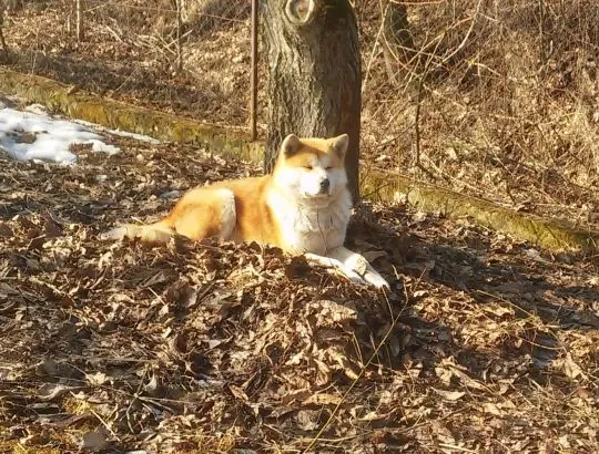Akita Japońska, Akita Inu Szczeniak Przyjaciel rodziny, , Hnatkowice