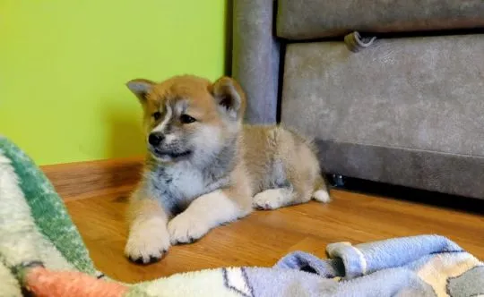 Akita Japońska, Akita Inu Szczeniak Przyjaciel rodziny