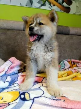 Akita Japońska, Akita Inu Szczeniak Przyjaciel rodziny, , Hnatkowice
