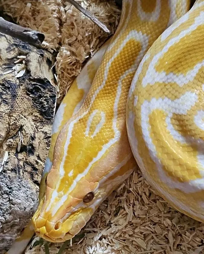 Wąż PytonTygrysi Albino Samica Zestaw, Dolnośląskie, Wrocław