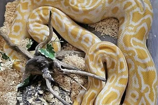 Wąż PytonTygrysi Albino Samica Zestaw, Dolnośląskie, Wrocław
