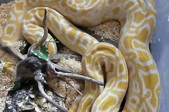 Wąż PytonTygrysi Albino Samica Zestaw, Dolnośląskie, Wrocław