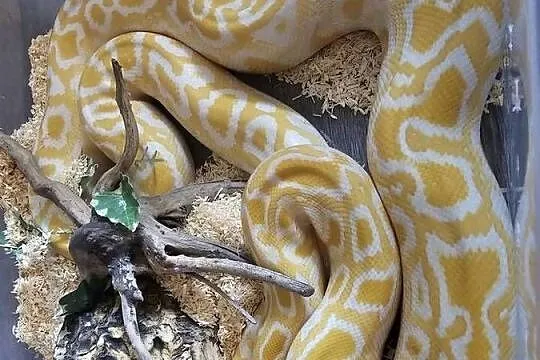 Wąż PytonTygrysi Albino Samica Zestaw, Dolnośląskie, Wrocław