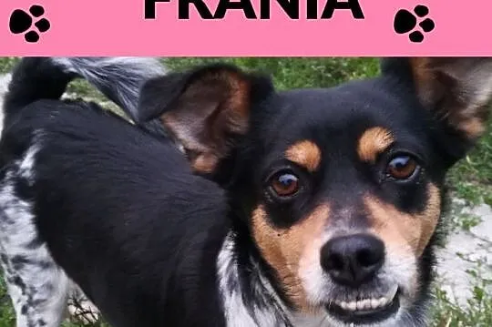 Frania-3latka, super pieszczocha, fajny charakter, delikatna, spokojna, mała psinka, Mazowieckie, Warszawa